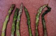 Modified atmospheres O -% CO -% Quality score Asparagus: