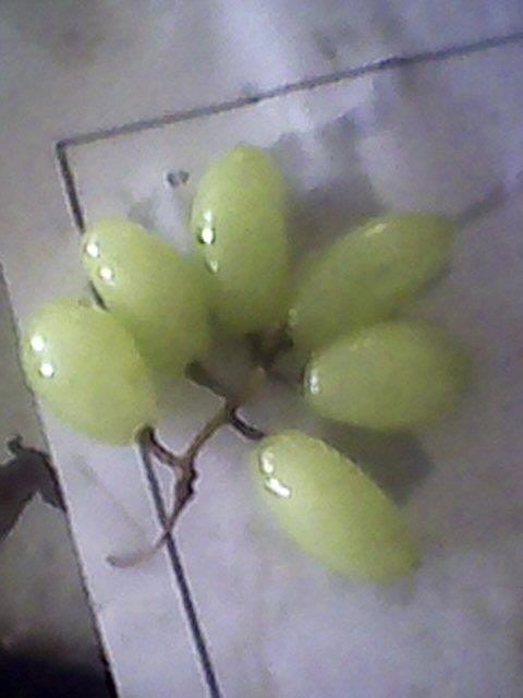 ISO 91: Certified Volume 3, Issue, July 1 Fig.1. Grapes after dipping in solution B.