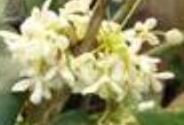 Osmanthus Fragrens It is an evergreen shrub with white, pale yellow, yellow, or orange-yellow small flowers that are produced in clusters in the late
