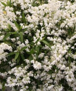 Deutzia Yuki Snowflake. This small mounding plant is a very strong bloomer on old wood in the spring. It likes moisture, but not wet feet.