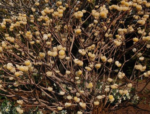 While paperbush is probably best suited for shaded locations, it can be grown in full sun. In either location, it requires plenty of water.