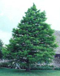 Bald Cypress tree (Native) A stately deciduous conifer adaptable to wet or dry conditions. Best known in wet areas, does well in city conditions as far north as Milwaukee. Prefers acid soils.
