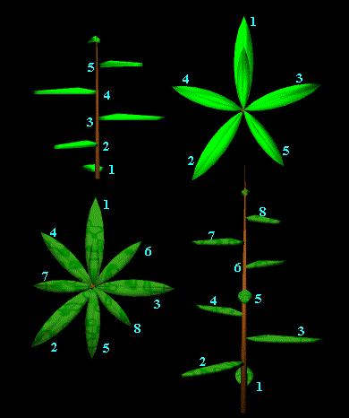 The Fibonacci Numbers in Nature Continued ~ Plants show the Fibonacci numbers in the arrangements
