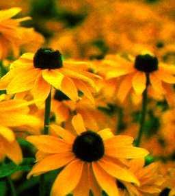 5 petals Corn marigolds =
