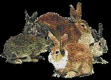 Fibonacci s Rabbits Problem: Suppose a newly-born pair of rabbits (one male, one female) are put in a field.