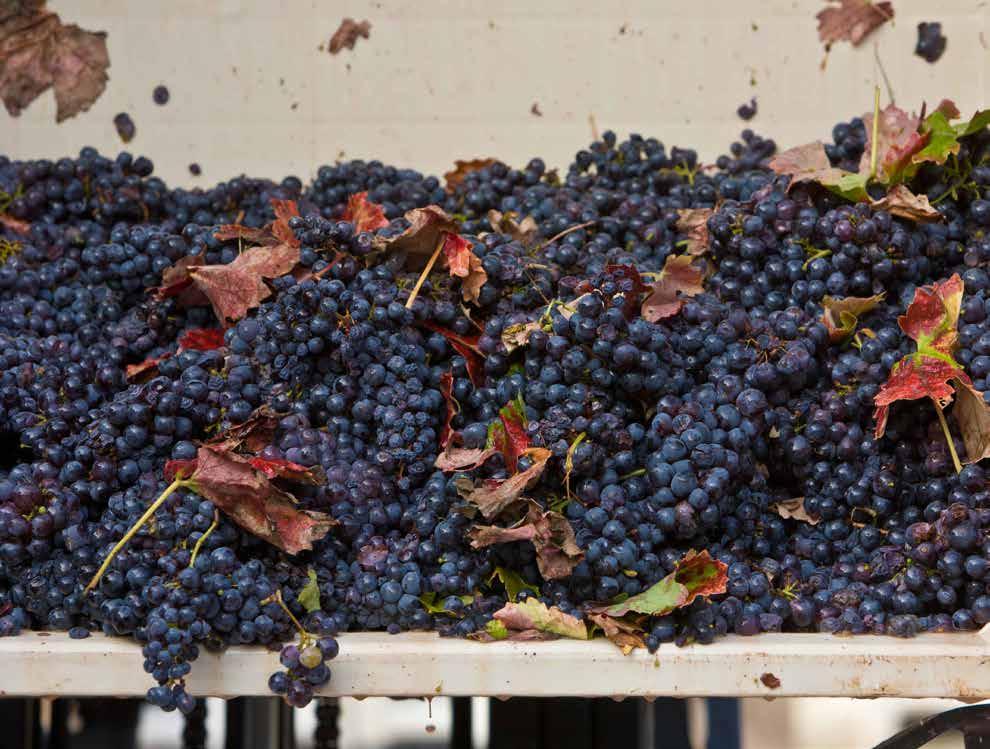 2 CALIFORNIA WINE 2018 HARVEST REPORT The Growing Season The mild summer weather allowed fruit to mature slowly without heat stress, and canopies are looking healthy, said John Killebrew, winemaker