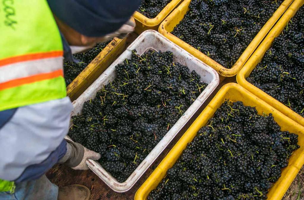 6 CALIFORNIA WINE 2018 HARVEST REPORT SANTA CRUZ MOUNTAINS Winegrowers reported a slow and steady season with terrific quality.