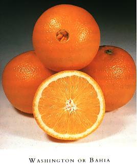 Navel Oranges Early through lateseason, harvested from
