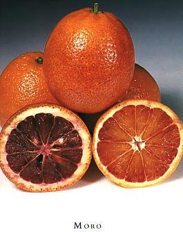 Pigmented (Blood) Orange Mid-season, harvested from