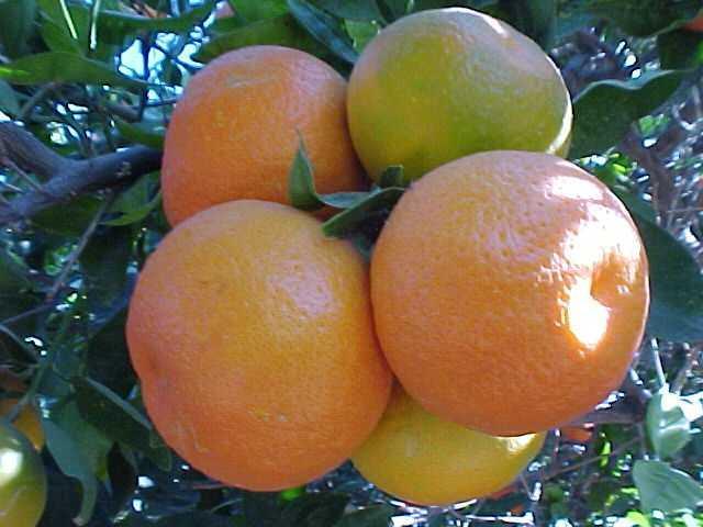 Mandarins Small to Large trees Wide variety of fruit