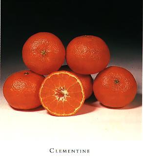 Clementine Mid-season, harvested from December until February Small to medium tree Fruit are small, easy to peel, and have a distinctive flavor, but may be