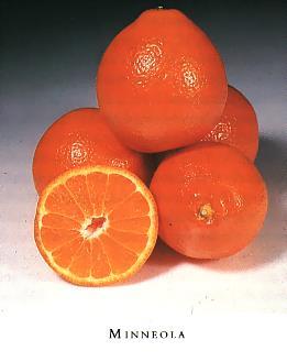 Minneola Tangelo Mid-season, harvested from December until February Large, vigorous tree Fruit are large,