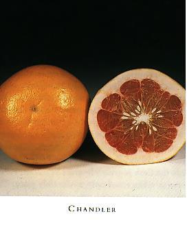 Pummelo Related to grapefruit Large, seedy fruit May be white or pigmented
