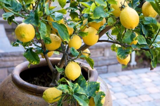 Tips for planting citrus in a pot Smaller pot = smaller tree, Any rootstock will be dwarfed in a pot, but dwarfing rootstocks will remain smaller, longer. A root bound tree will require root pruning.
