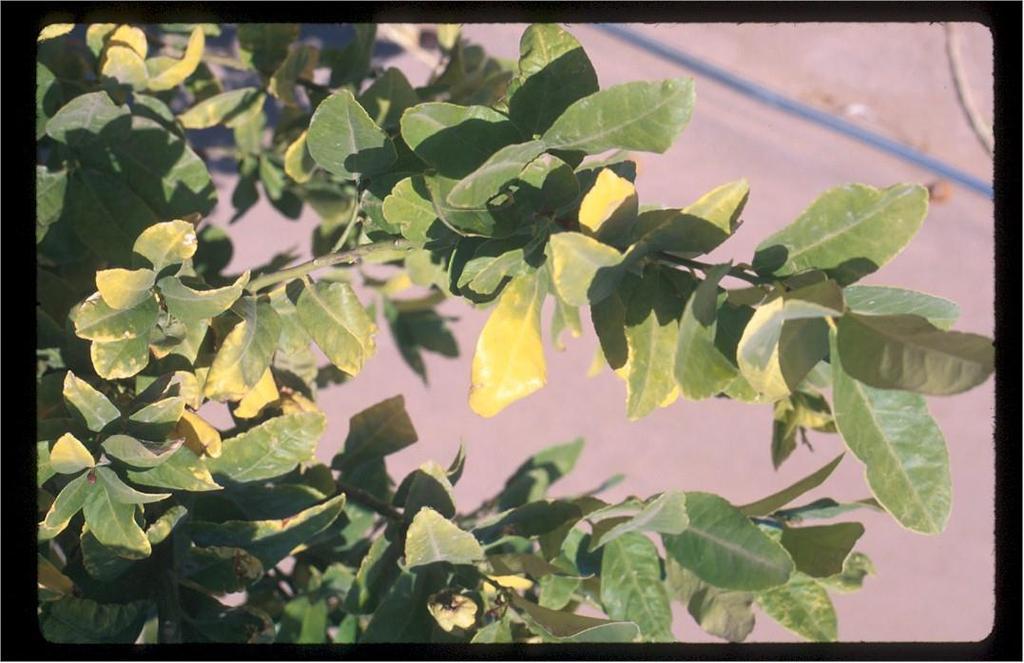 Nitrogen Deficiency Symptoms General yellowing of leaves Occurs on older leaves first, then on the younger ones. Leaves lifespan is shortened.