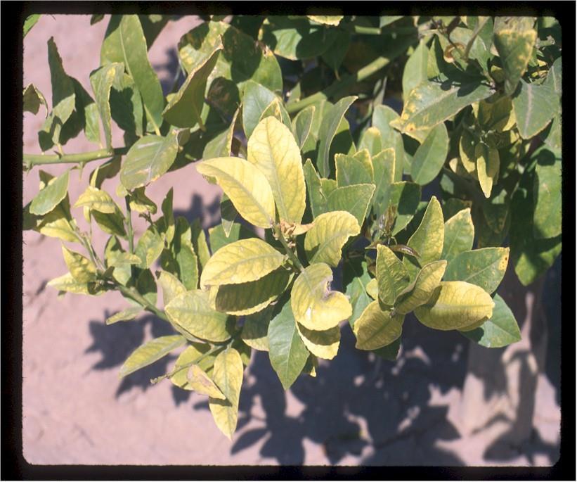 Iron and Zinc Deficiency Symptoms Interveinal chlorosis Occurs on younger leaves Zinc deficient leaves are generally