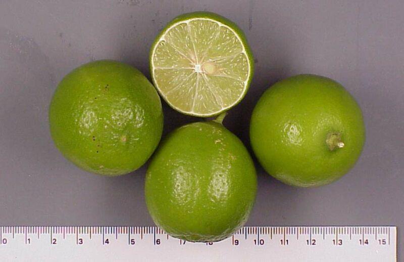 Bearss Lime Larger fruit