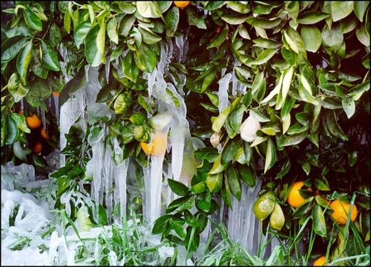 Cold Protection for Citrus Provide and/or maintain heat Provide