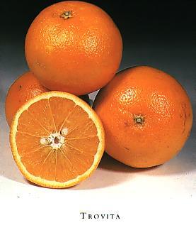 Round Sweet Orange Early and mid-season varieties marketed in Arizona as Arizona Sweets Large tree Sweet, juicy