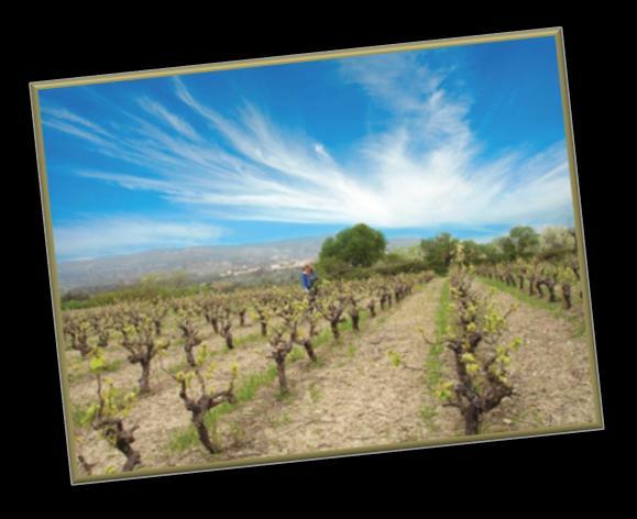 The vineyards of Foivos S.A.