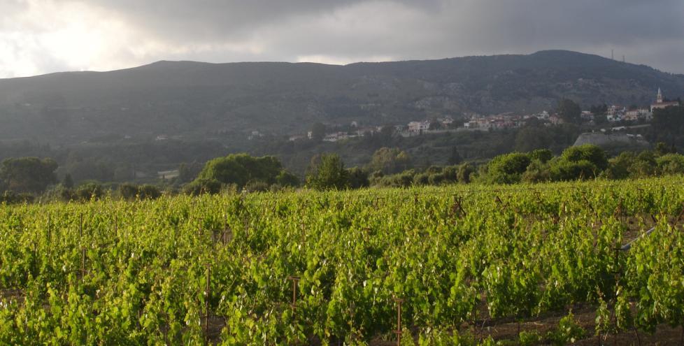 vineyard of Cephalonia, is