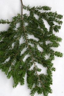 BLACK SPRUCE. (Picea mariana) Spruces are distinct in that they all have very strong and sturdy needles that each project out of separate stalks. Spruce Bark is typically slender and scaly.