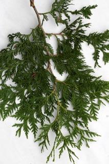 NORTHERN WHITE CEDAR. (Thuja decurrens) This conifer grows to around fifty feet high with a fifteen foot spread.