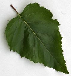 SLIPPERY ELM. (Ulmus rubra) One distinction of the Slippery Elm is its moist inner layer of bark, which can be chewed to relieve thirst, dried and eaten, or made into a cough medicine.