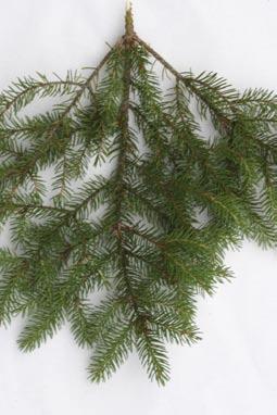 The needles of the Balsam Fir are fat, tightly packed, and grow right from the tree s branch. The lumber of this tree is not highly desired, though they are highly desired as ornamentals.