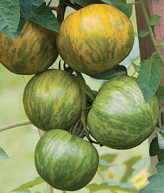Plants to Deal with Theft Avoid these when dealing with theft Melons Large tomatoes Above ground fruiting plants Peppers, eggplants, corn, etc Try plants with quick maturing fruits