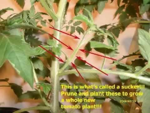Pruning Indeterminate Tomatoes Benefits directs more energy to the fruit increasing its size and quality allows more sunlight