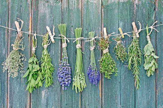 Pruning and Drying Herbs Prune to encourage a