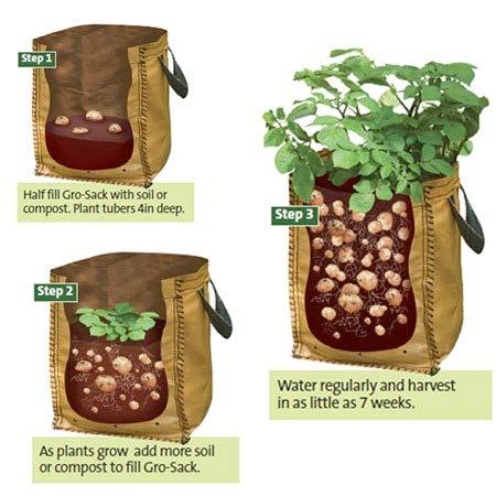 Growing Potatoes in a Bag 1. Use a breathable bag - burlap 2.