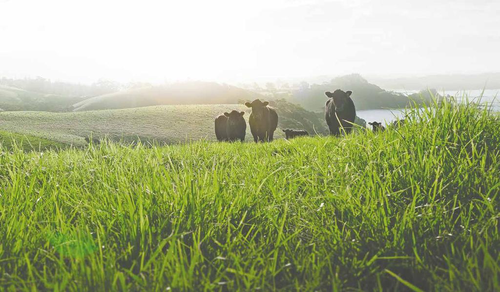 Grass-fed and pasture-raised Full-flavoured, fine textured Naturally lean and nutritious Halal certified Silver Fern Farms Beef is grass-fed, pasture-raised and free range, exactly as beef should be.