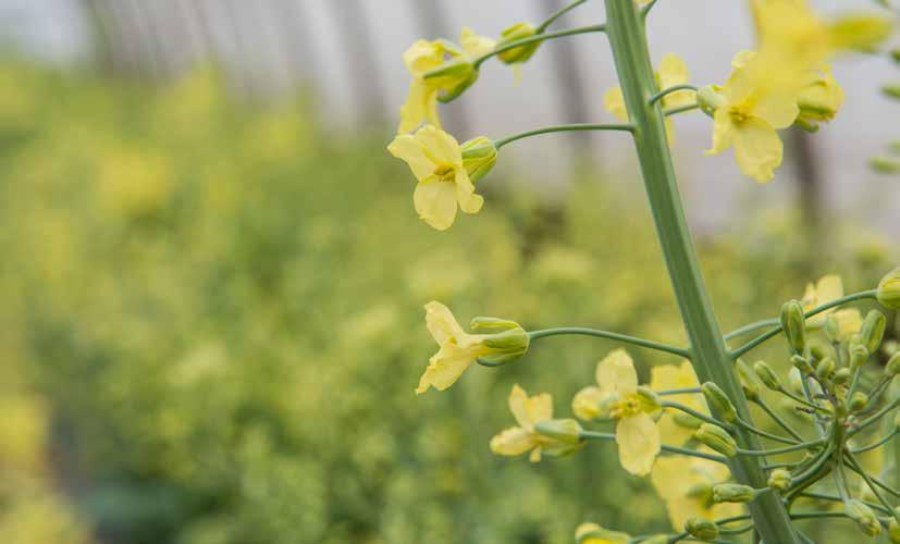 The Chef's Garden, Inc. Growing vegetables slowly and gently in full accord with nature. Flower Guide 2018 We ve learned so much from chefs, Farmer Lee Jones explains.