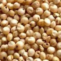 Soybean from India.