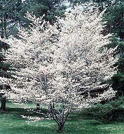 This hybrid apple serviceberry cultivar is a deciduous, early-flowering large shrub or small tree which typically grows 15-25' tall.