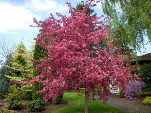 Upright-spreading, disease-resistant, easy-to-grow, crabapple tree that features