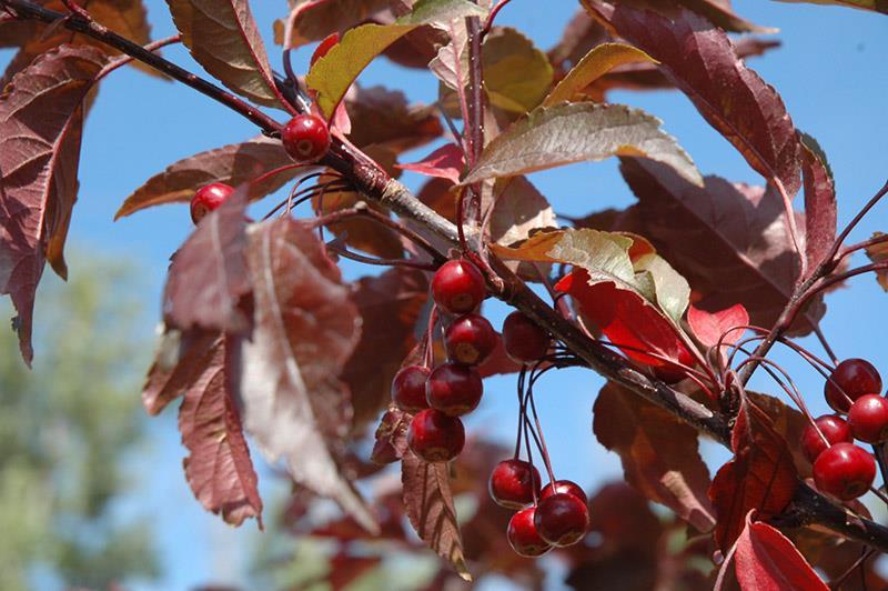 Louis), (3) tiny maroon-red crabapples (1/4" diameter) that mature in late summer