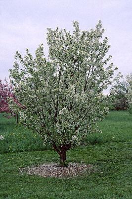 This crabapple is a denselybranched, spreading, deciduous, dwarf tree or shrub which typically
