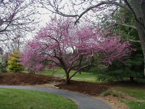 Redbuds are best known for their pink pea-like flowers which bloom