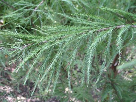Although it looks like a needled evergreen, it is in fact deciduous ( bald as the common name suggests).