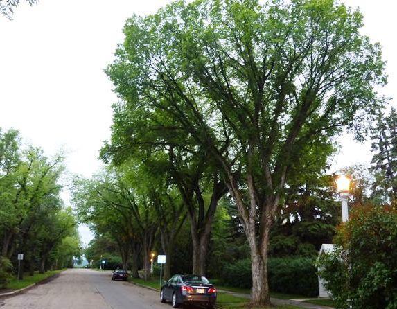 be viable selections for landscapes. 'Princeton' reportedly has excellent resistance to Dutch elm disease and is currently being planted.