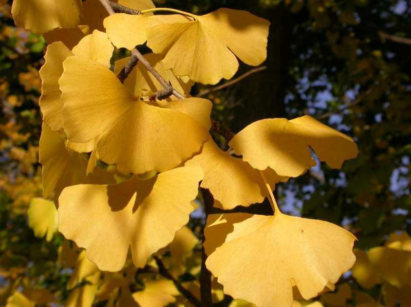 Ginkgo features distinctive, two-lobed, somewhat leathery, fan-shaped leaves with diverging (almost parallel) veins.