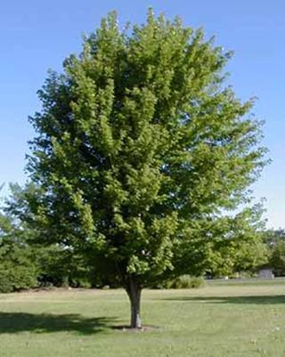 Acer x freemanii, commonly called Freeman maple, is a hybrid of red maple (A. rubrum) and silver maple (A. saccharinum).
