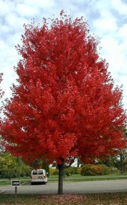 attractive form and showy fall color (from red maple) and adaptability and rapid growth (from silver maple). Oliver M.