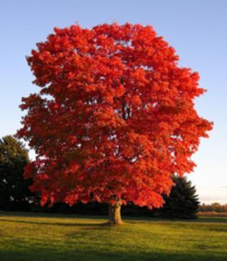 In northern states, red maple usually occurs in wet bottomland, river flood plains and wet woods, but in Missouri it typically frequents drier, rocky upland areas.