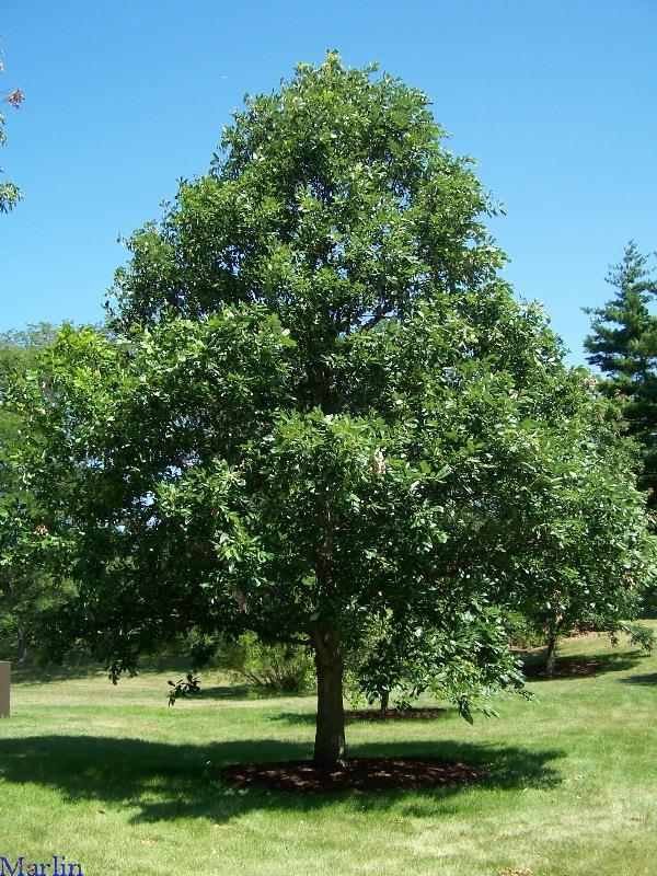Excellent in both wet and upland soils, this tree has a