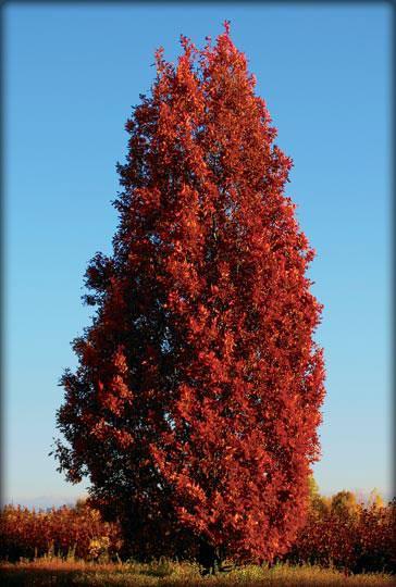 Crimson Spire Oak melds the best characteristics of its White and English Oak heritage to produce a fast-growing, hardy, columnar tree that s a great fit for streetscapes and landscape settings.