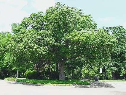 Chinkapin oak (Quercus muehlenbergii), sometimes called yellow chestnut oak,
